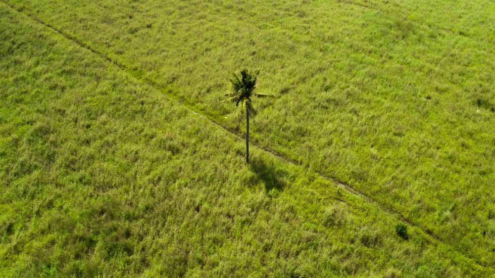 ASFA | cartographie agricole par drone