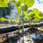 ASFA | Irrigation goutte à goutte